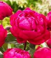 Пион Фиона 2/3 1шт (Поиск)