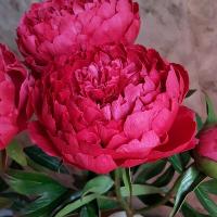 Пион Авис Варнер 2/3 1шт (Поиск)