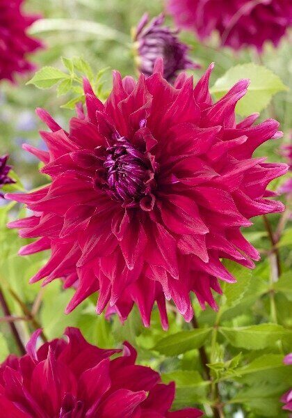 Георгина Вавилон Пурпл 1шт (Колорлайн)