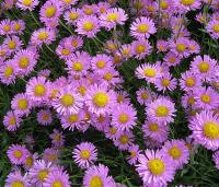 Астра Хэппи Энд 1шт (Поиск)