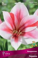 Амариллис Гервазе 24/26 1шт (Поиск)