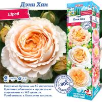 Роза Дэни Хан (Шраб) 1шт (Сиб сад)
