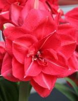 Амариллис Пинк Симфони 24/26 1шт (Поиск)