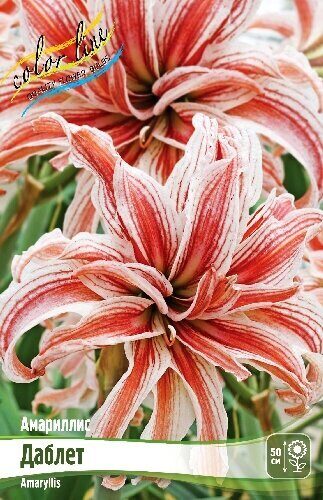 Амариллис Даблет 22/24 1шт (Колорлайн)
