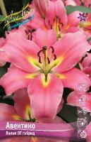 Лилия Авентино (ОТ гибрид) 12/14 5шт (Колорлайн)
