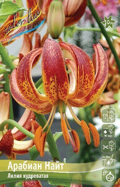 Лилия Арабиан Найт (Специальный гибрид) 14/16 2шт (Колорлайн)