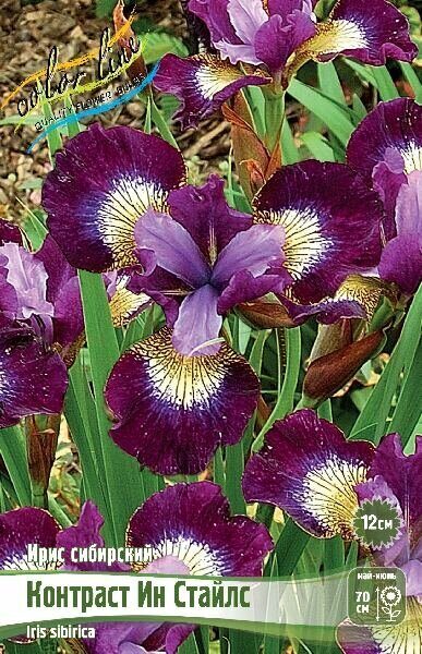 Ирис Контраст Ин Стайлс (Сибирский) 1шт (Колорлайн)
