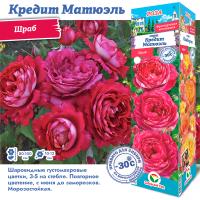 Роза Кредит Матюэль (Шраб) 1шт (Сиб сад)