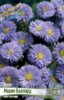 Астра Мария Баллард 1шт (Колорлайн)