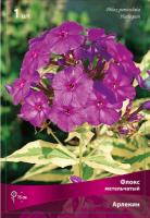 Флокс Арлекин 1шт (Поиск)