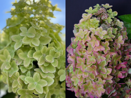 Гортензия Металлика (Метельчатая) 1шт (Поиск)