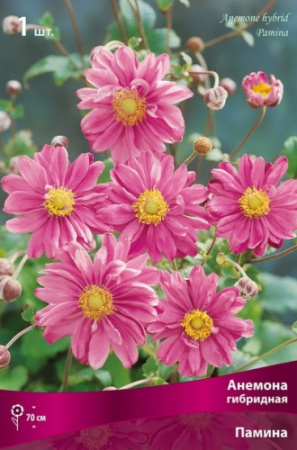 Анемона Памина 1шт (Поиск)