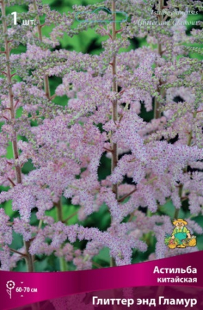 Астильба Глиттер энд Гламур 1шт (Поиск)