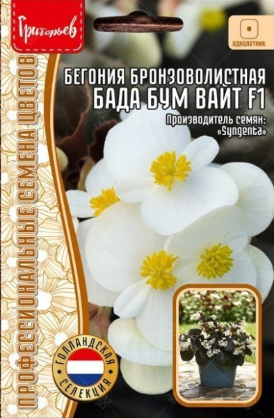 Бегония Бада Бум Вайт F1 бронзоволистная 5шт (Ред.Сем) Бегония Бада Бум Вайт F1 бронзоволистная 5шт (Ред.Сем)
