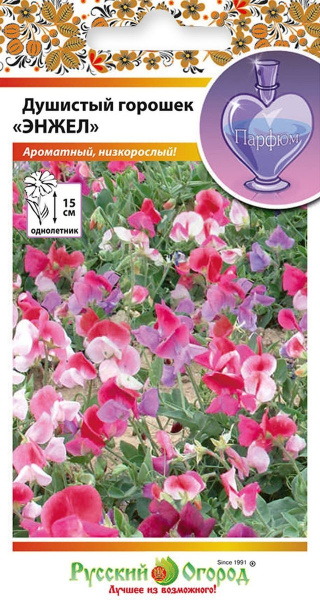 Горошек душистый Энжел однолетник 6шт (НК)