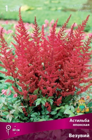 Астильба Везувий 1шт (Поиск)