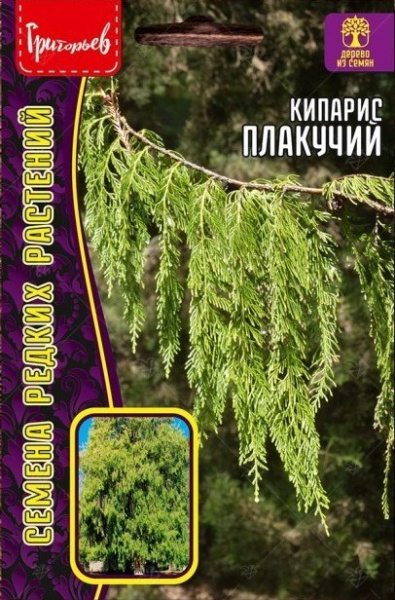 Кипарис плакучий 20шт (Ред.Сем)
