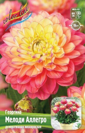 Георгина Мелоди Аллегро 1шт (Колорлайн)