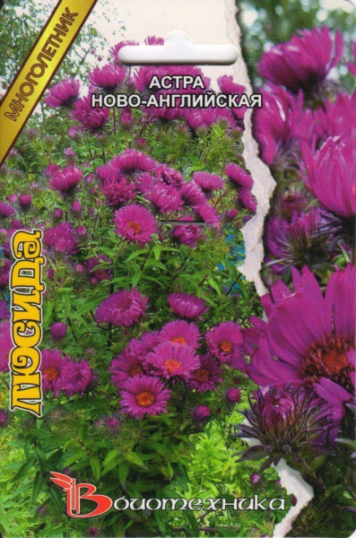Астра Люсинда новоанглийская 40шт (Биотехника)