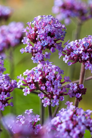 Вербена Пепл Хейз 1шт (Поиск)