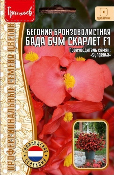 Бегония Бада Бум Скарлет F1 бронзоволистная однолетник 7шт (Ред.Сем) Бегония Бада Бум Скарлет F1 бронзоволистная однолетник 7шт (Ред.Сем)