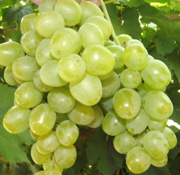 Виноград Гарольд (коробка) 1шт (Сиб Сад)