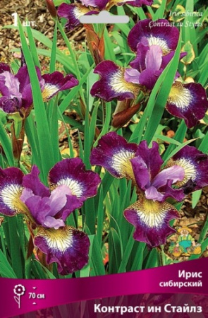 Ирис Контраст ин Стайлз (Сибирский) 1шт (Поиск)