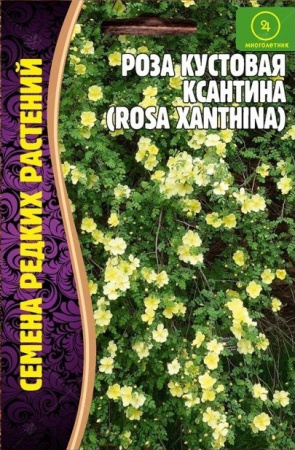 Роза Кустовая Ксантина многолетник 10шт (Ред.сем)