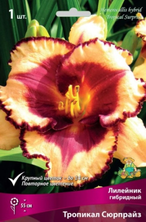 Лилейник Тропикал Сюрпрайз 1шт (Поиск)
