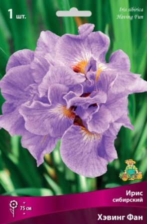 Ирис Хэвинг Фан (Сибирский) 1шт (Поиск)