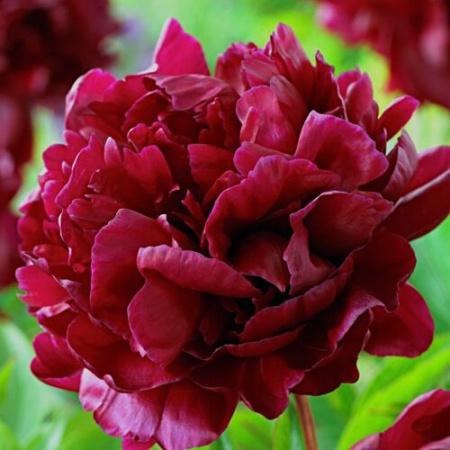 Пион Армани 2/3 1шт (Поиск)