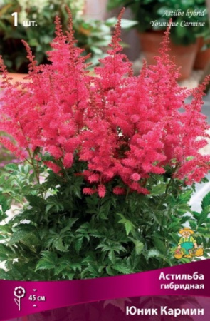 Астильба Юник Кармин 1шт (Поиск)
