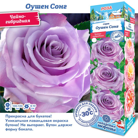 Роза Оушен Сонг (Чайно-гибридная) 1шт (Сиб сад)