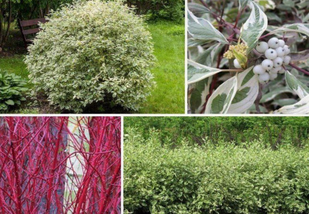 Дерен Элегантиссима 1шт (Поиск)