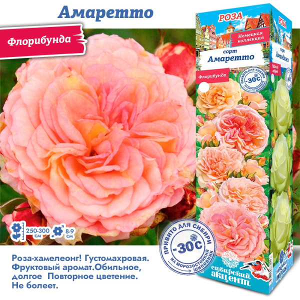 Роза Амаретто (Флорибунда) 1шт (Сиб сад)