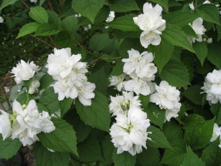 Жасмин Зоя Космодемьянская 1шт (Поиск)