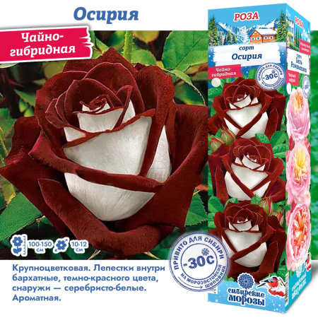 Роза Осирия (Чайно-гибридная) 1шт (Сиб сад)