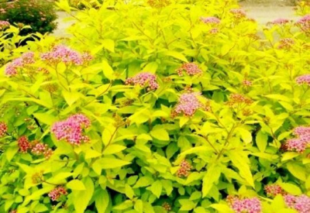 Спирея Голдмаунд 1шт (Поиск)