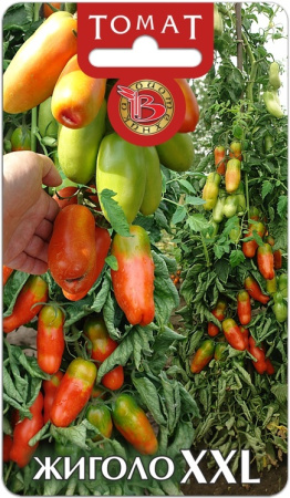 Томат Жигало ХХL 10шт (Биотехника)