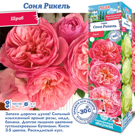 Роза Соня Рикель (Шраб) 1шт (Сиб сад)
