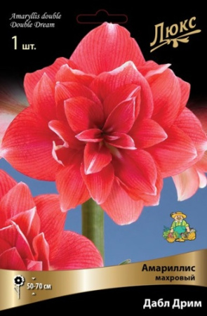 Амариллис Дабл Дрим 24/26 1шт (Поиск)