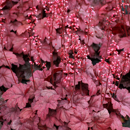 Гейхера Грейп Сода 1шт (Поиск)