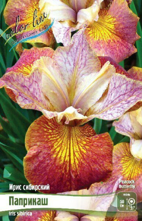 Ирис Паприкаш (Сибирский) 1шт (Колорлайн)
