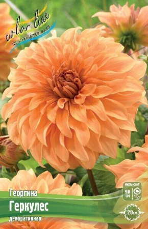 Георгина Геркулес 1шт (Колорлайн)