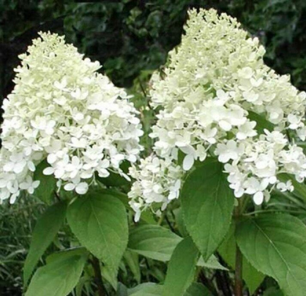 Гортензия Вайт Леди (Метельчатая) 1шт (Поиск) 