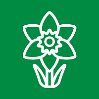 Нарциссы Нарциссы