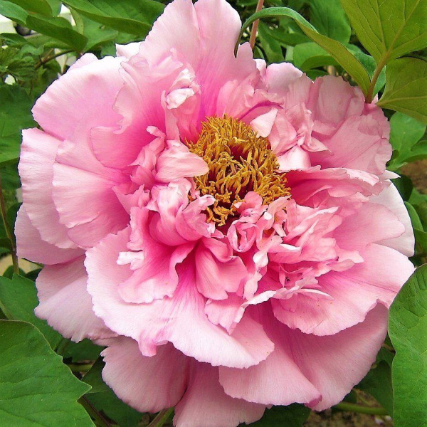 Пион Розовая Река 1/2 древовидный 1шт (Дери)