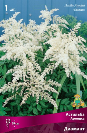 Астильба Диамант 1шт (Поиск)