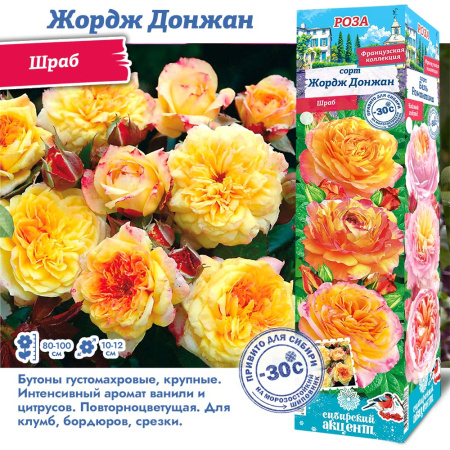 Роза Жордж Донжан (Шраб) 1шт (Сиб сад)