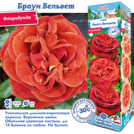 Роза Браун Вельвет (Флорибунда) 1шт (Сиб сад)